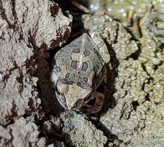 Sclerophrys garmani