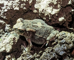 Sclerophrys garmani