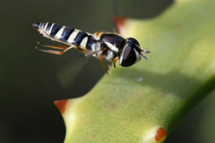 Ischiodon aegyptius