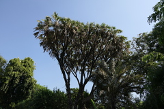 Hyphaene dichotoma
