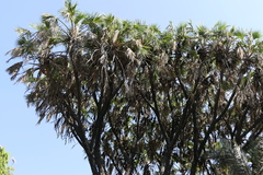Hyphaene dichotoma
