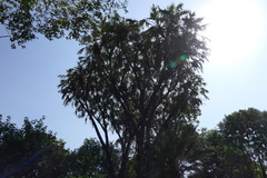 Hyphaene dichotoma