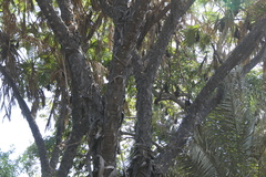 Hyphaene dichotoma