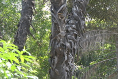Hyphaene dichotoma