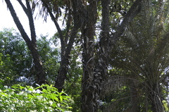 Hyphaene dichotoma