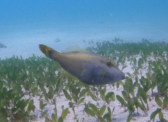 Meuschenia trachylepis