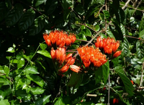 Combretum grandiflorum observed 2022-11-18