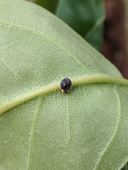 Apolinus lividigaster