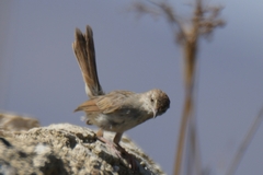Cisticola subruficapilla