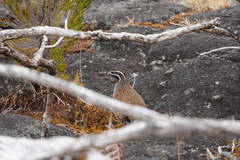 Margaroperdix madagarensis