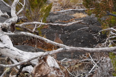 Margaroperdix madagarensis