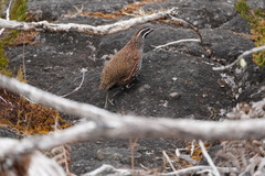 Margaroperdix madagarensis