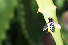 Ischiodon aegyptius