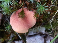 Chalciporus pseudorubinellus