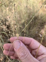 Digitaria divaricatissima