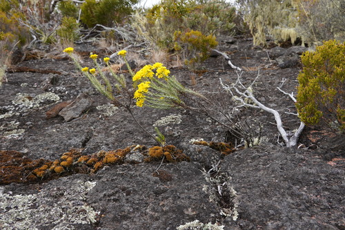 Hubertia tomentosa image