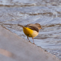 Motacilla cinerea