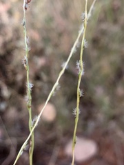 Digitaria divaricatissima