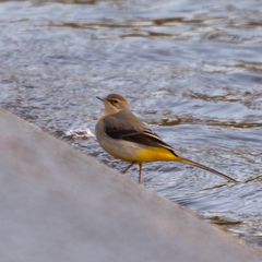 Motacilla cinerea