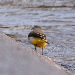 Motacilla cinerea