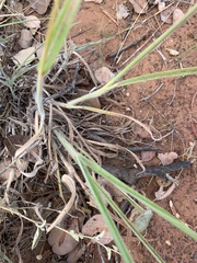 Digitaria divaricatissima