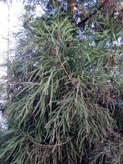 Cryptomeria