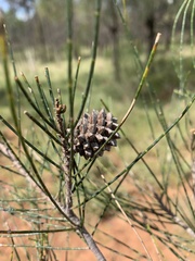 Casuarina cristata