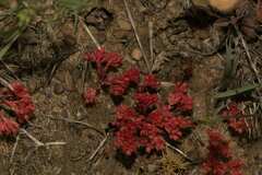 Crassula decumbens