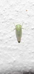 Batracomorphus