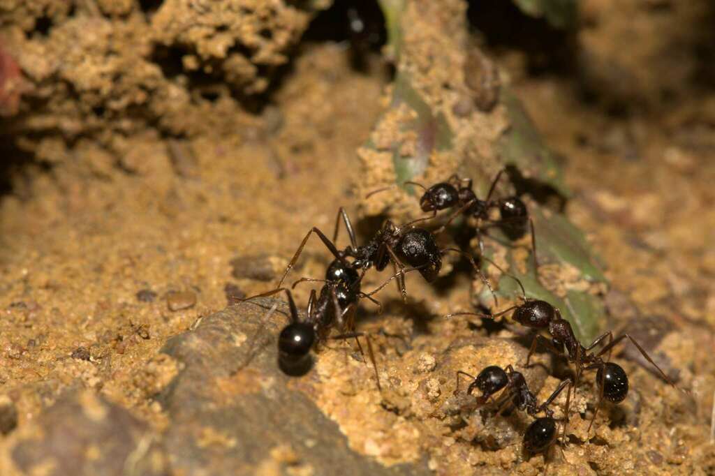 Messor Harvester Ants from Trekpad outside Nieuwoudtville, Namakwa ...