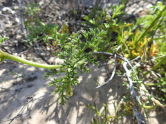 Pelargonium senecioides
