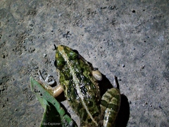 Fejervarya limnocharis