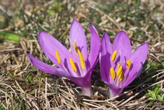 Colchicum bulbocodium bulbocodium
