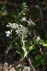 Aster scaber