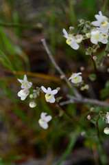 Nemesia leipoldtii