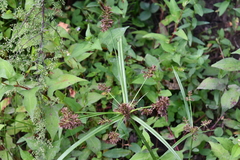 Cyperus orthostachyus