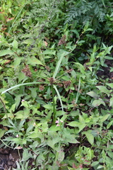 Cyperus orthostachyus