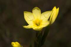 Moraea