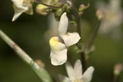 Nemesia leipoldtii