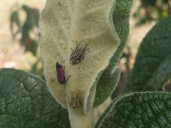 Cardioscarta flavifrons