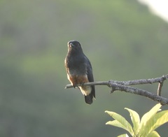 Chelidoptera tenebrosa