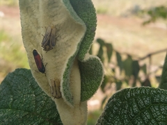 Cardioscarta flavifrons