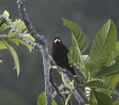 Ramphocelus carbo