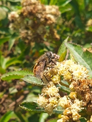 Eristalis bogotensis