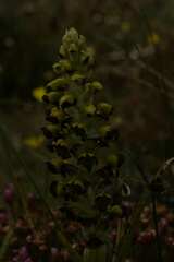 Pterygodium ingeanum
