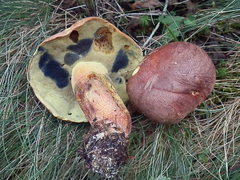 Butyriboletus