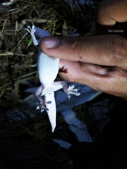 Hemidactylus frenatus