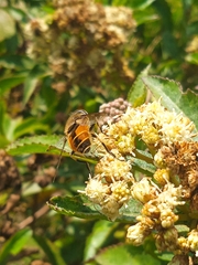 Eristalis bogotensis
