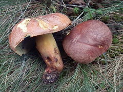 Butyriboletus