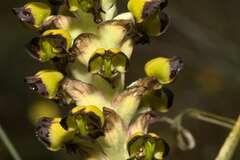 Pterygodium ingeanum